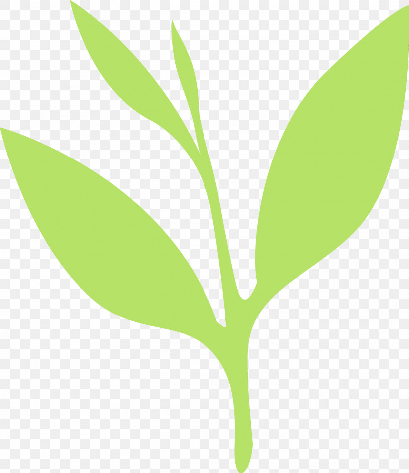 Leaf Green Plant Flower Plant Stem, PNG, 2592x3000px, Tea Leaves, Eucalyptus, Flower, Green, Leaf Download Free