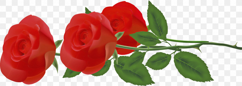 Three Flowers Three Roses Valentines Day, PNG, 1602x575px, Three Flowers, Branch, Bud, China Rose, Floribunda Download Free