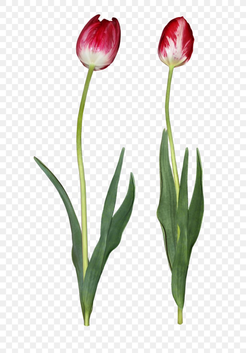 Tulip Cut Flowers, PNG, 679x1175px, Tulip, Bud, Cut Flowers, Deviantart, Flower Download Free