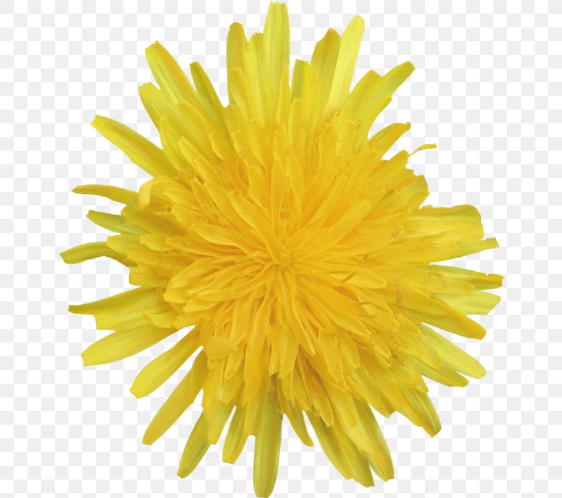 Yellow Flower Dandelion Photography White, PNG, 650x727px, Yellow, Botany, Chrysanths, Color, Cut Flowers Download Free