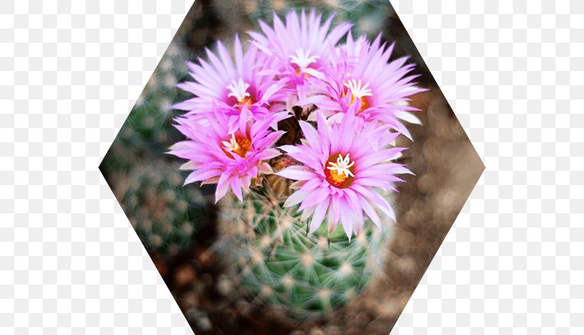 Cactus Flowers Mammillaria Saguaro Succulent Plant Strawberry Hedgehog Cactus, PNG, 544x471px, Cactus Flowers, Annual Plant, Aster, Cactaceae, Cactus Download Free