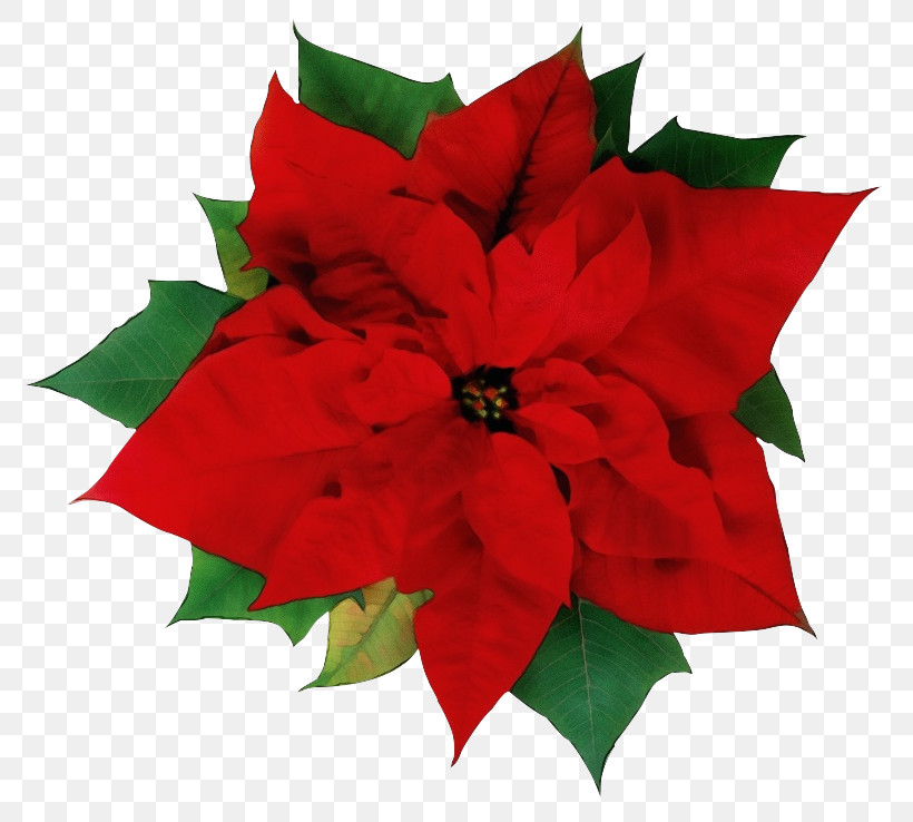 Christmas Decoration, PNG, 798x738px, Watercolor, Christmas Decoration, Flower, Holly, Leaf Download Free