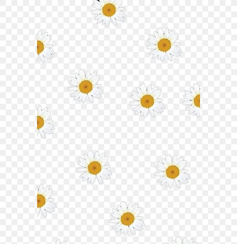 Oxeye Daisy Chrysanthemum Common Daisy Pattern, PNG, 564x846px, Oxeye Daisy, Chrysanthemum, Chrysanths, Common Daisy, Daisy Download Free