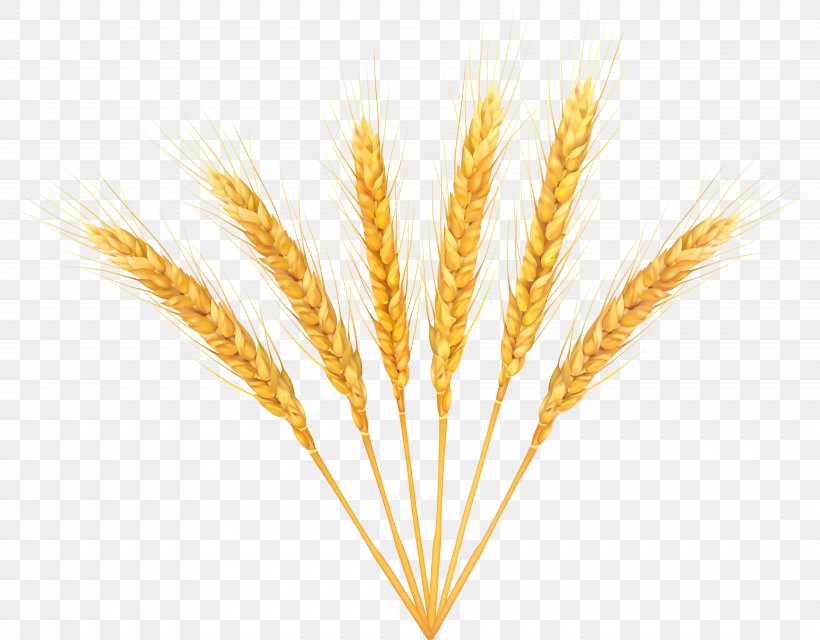 Wheat Clip Art, PNG, 8000x6247px, Wheat, Cereal, Commodity, Food, Food Grain Download Free