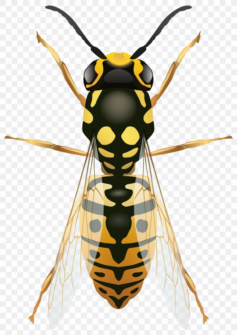 Bee Insect Wasp Clip Art, PNG, 5668x8000px, Bee, Arthropod, Fly, Hornet, Insect Download Free