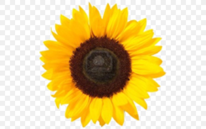 Clip Art, PNG, 512x512px, Common Sunflower, Close Up, Daisy Family, Display Resolution, Document Download Free