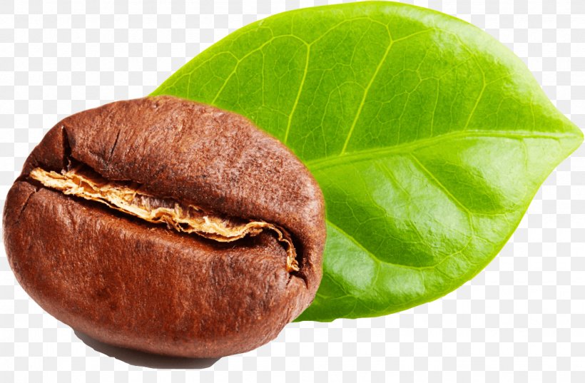 Green Coffee Extract Green Tea Coffee Bean, PNG, 1334x875px, Coffee, Arabica Coffee, Bean, Chlorogenic Acid, Coffee Bean Download Free