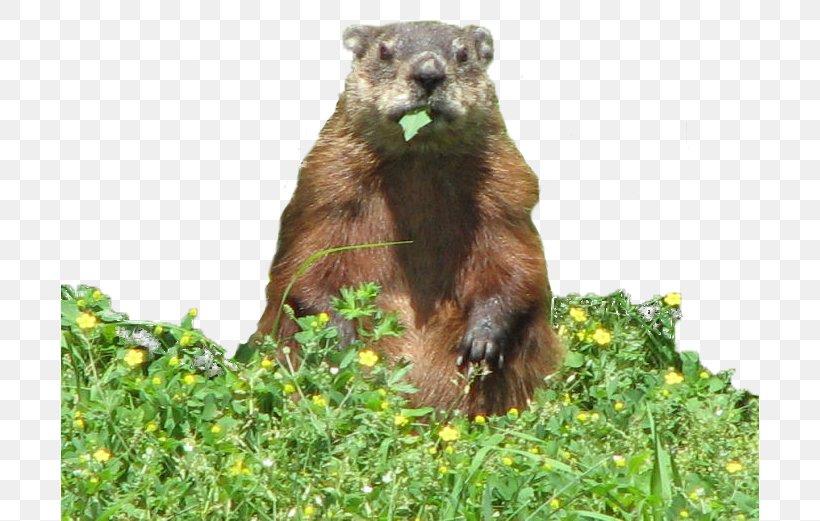 Groundhog Day Eating The Groundhog Garden, PNG, 698x521px, Groundhog, Animal, Bear, Beaver, Burrow Download Free
