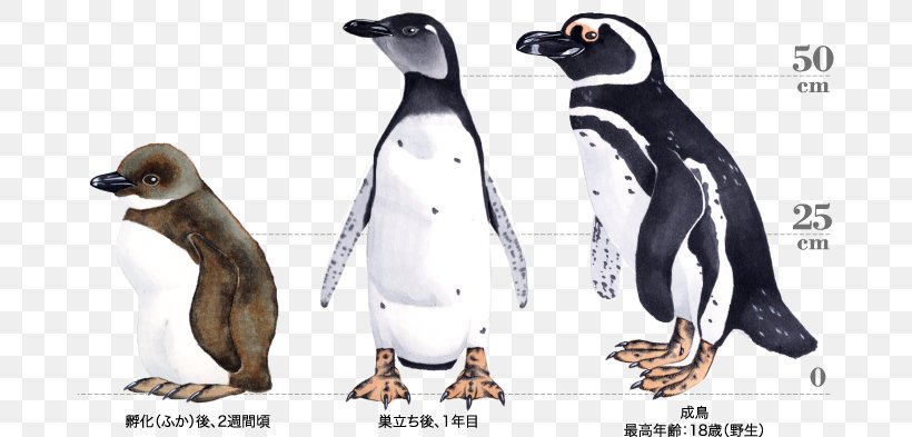 King Penguin Cartoon Beak Carnivora, PNG, 681x393px, King Penguin, Animal Figure, Beak, Bird, Carnivora Download Free