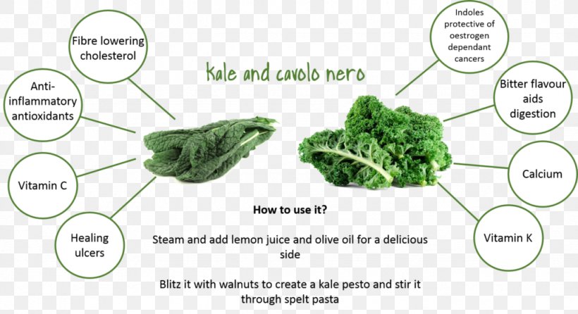Vegetable Cabbage Produce Lacinato Kale Beetroot, PNG, 1024x558px, Vegetable, Beetroot, Cabbage, Carrot, Celeriac Download Free
