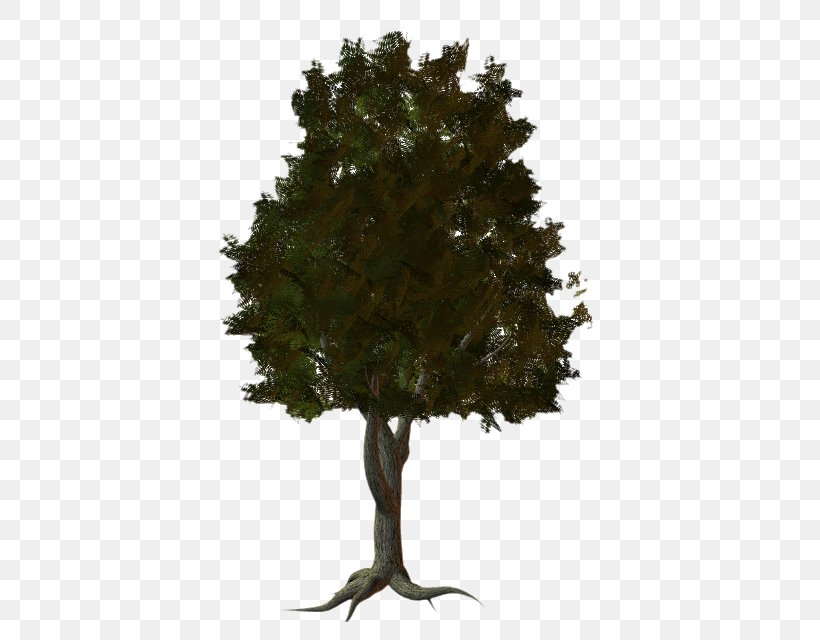 Fir Tree Spruce Pine, PNG, 536x640px, Fir, Blog, Branch, Conifer, Diary Download Free