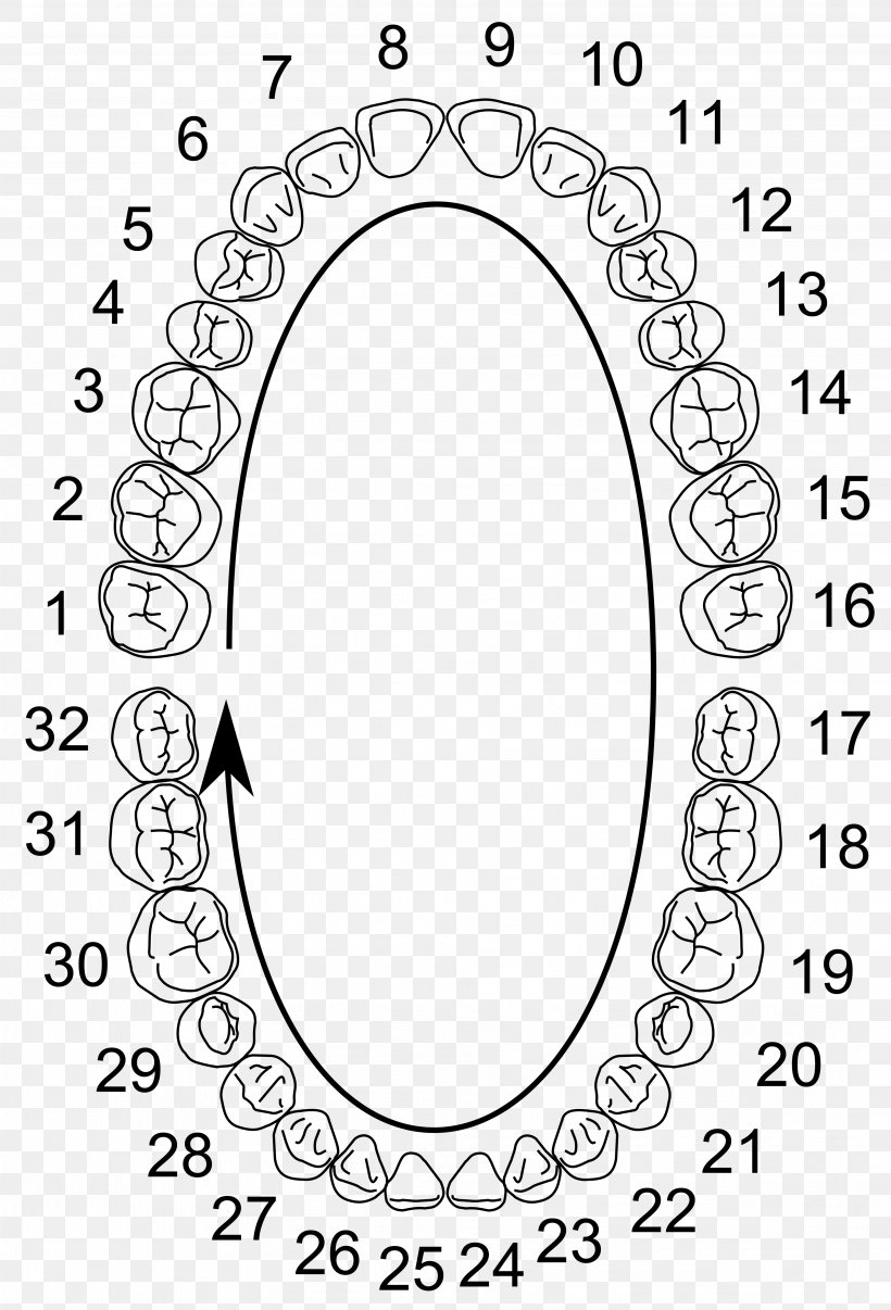 Universal Numbering System Dental Notation Human Tooth FDI World Dental Federation Notation Dentist, PNG, 3627x5336px, Universal Numbering System, Area, Black And White, Canine Tooth, Coloring Book Download Free