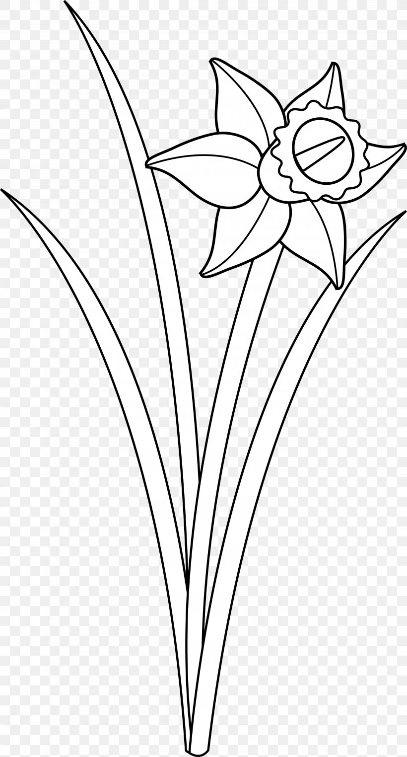 Daffodil Drawing Flower Black And White Clip Art, PNG, 3894x7238px, Daffodil, Area, Artwork, Black And White, Branch Download Free