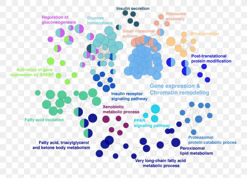 DNA Methylation Organism Epigenetics Histone Metabolism, PNG, 800x592px, Dna Methylation, Area, Blue, Brand, Diabetes Mellitus Type 2 Download Free