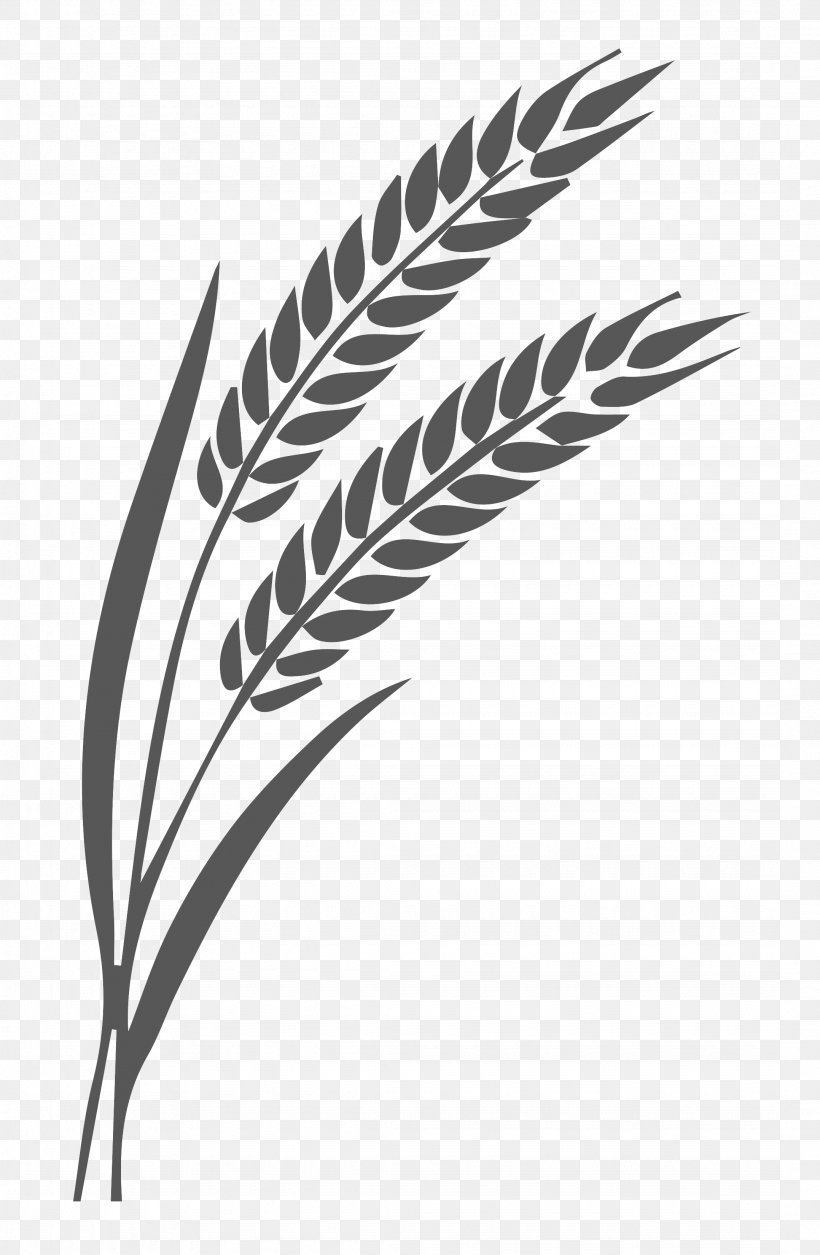 Ear Wheat Secale Cereale Vector Graphics, PNG, 2155x3300px, Ear, Black And White, Canvas, Cereal, Commodity Download Free