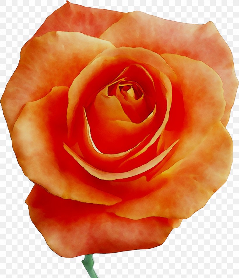 Garden Roses Cabbage Rose Floribunda Petal, PNG, 1280x1487px, Garden Roses, Artificial Flower, Botany, Cabbage Rose, China Rose Download Free