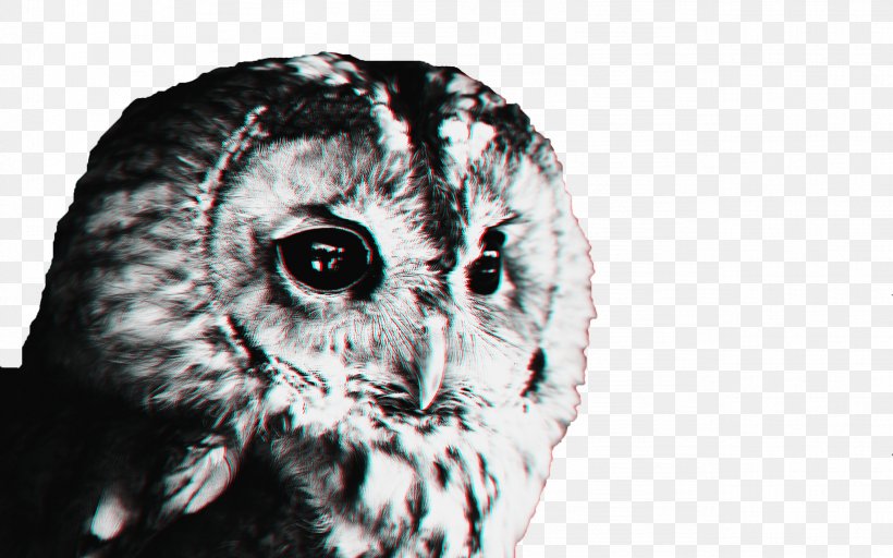 Snowy Owl Bird Meaning Symbol, PNG, 2529x1581px, Owl, Barn Owl, Barred Owl, Beak, Bird Download Free