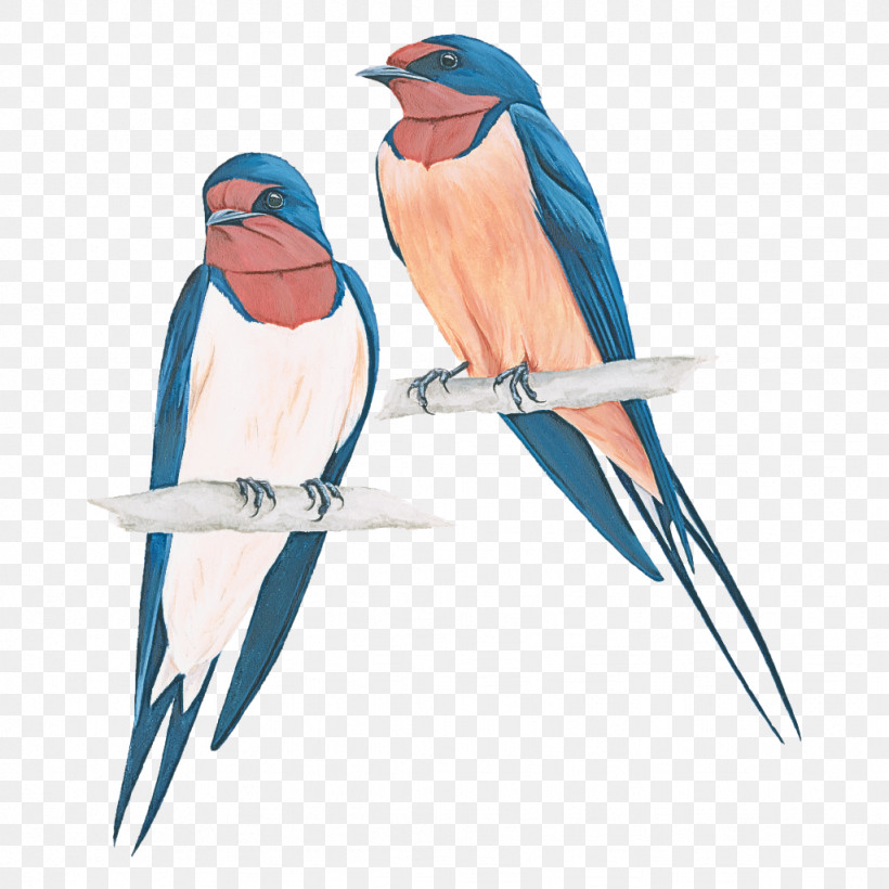 Bird Beak European Swallow Bluebird Songbird, PNG, 1024x1024px, Bird, Beak, Bluebird, European Swallow, Perching Bird Download Free