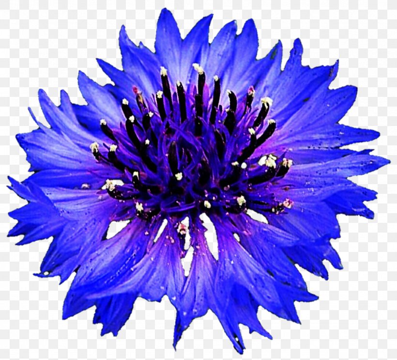 Cornflower Blue Centaurea Montana, PNG, 1024x928px, Cornflower, Aster, Blue, Blue Flower, Blue Rose Download Free