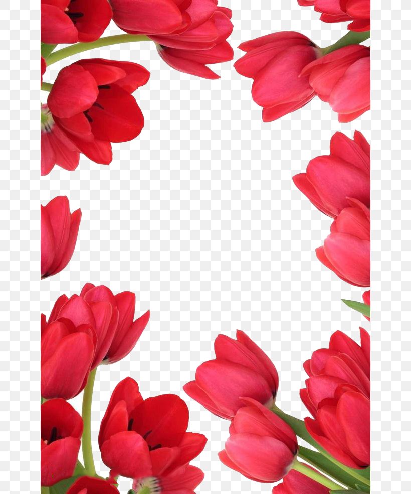 Indira Gandhi Memorial Tulip Garden Tulipa Gesneriana Flower Stock Photography Stock.xchng, PNG, 658x986px, Indira Gandhi Memorial Tulip Garden, Cut Flowers, Floral Design, Floristry, Flower Download Free
