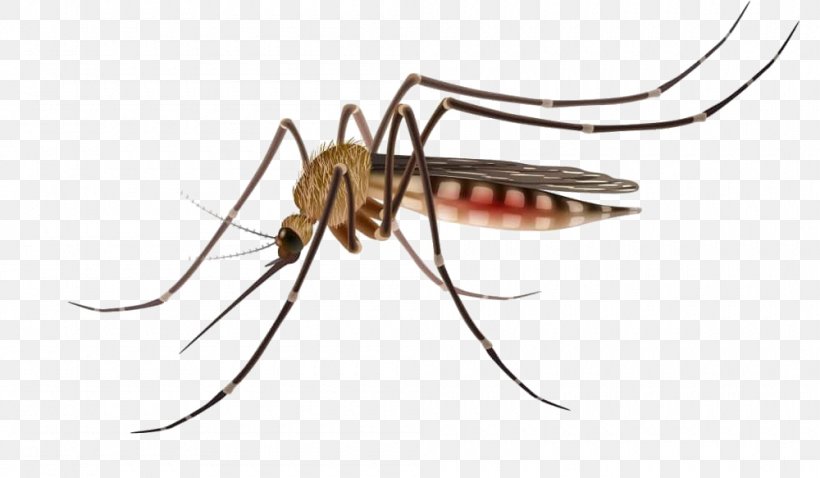 Mosquito Control Stock Photography Vector Graphics Mosquito-borne Disease, PNG, 1000x583px, Mosquito, Arthropod, Dengue Fever, Fly, Household Insect Repellents Download Free