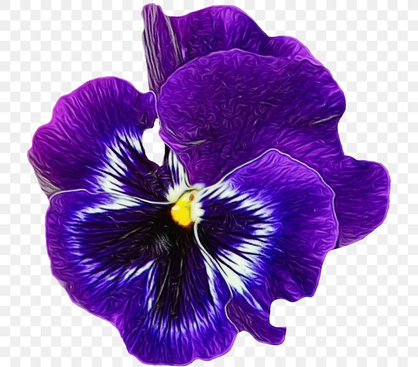 African Family, PNG, 718x720px, Pansy, African Violets, Blue, Common Blue Violet, Flower Download Free