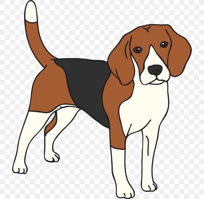 Beagle English Foxhound American Foxhound Cat Leash, PNG, 800x800px, Beagle, American Foxhound, Beagle Harrier, Canidae, Carnivoran Download Free