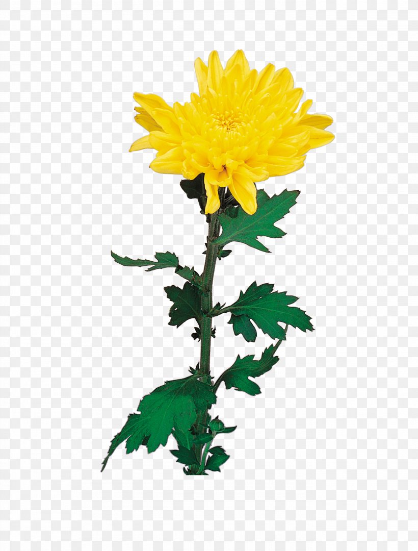 Chrysanthemum Flower Euclidean Vector, PNG, 2739x3610px, Chrysanthemum, Chrysanths, Cut Flowers, Daisy Family, Dandelion Download Free