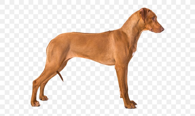Dog Breed Rhodesian Ridgeback Pharaoh Hound Azawakh German Pinscher, PNG, 567x489px, Dog Breed, Azawakh, Breed, Carnivoran, Dobermann Download Free