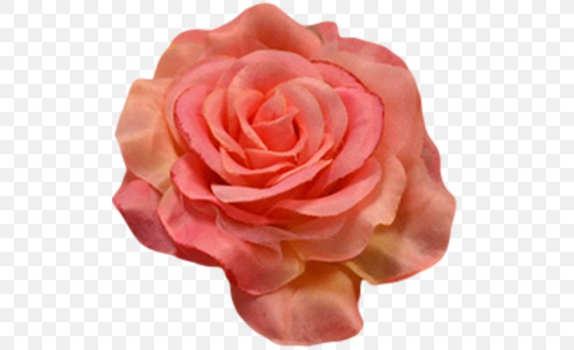 Flower Centifolia Roses Petal Garden Roses Orange, PNG, 500x500px, Flower, Centifolia Roses, China Rose, Close Up, Color Download Free