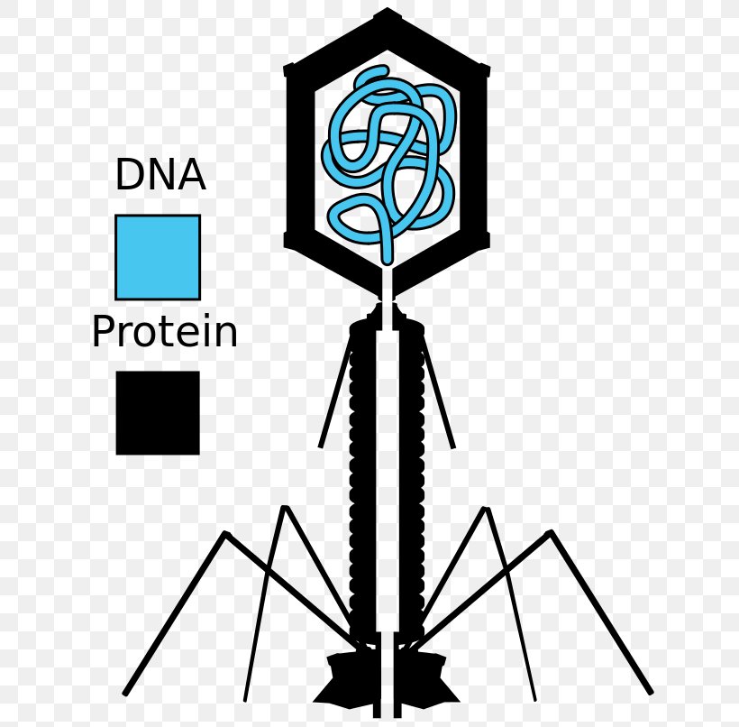 Hershey–Chase Experiment Bacteriophage Luria–Delbrück Experiment Virus, PNG, 647x806px, Bacteriophage, Artwork, Bacteria, Biologist, Biology Download Free