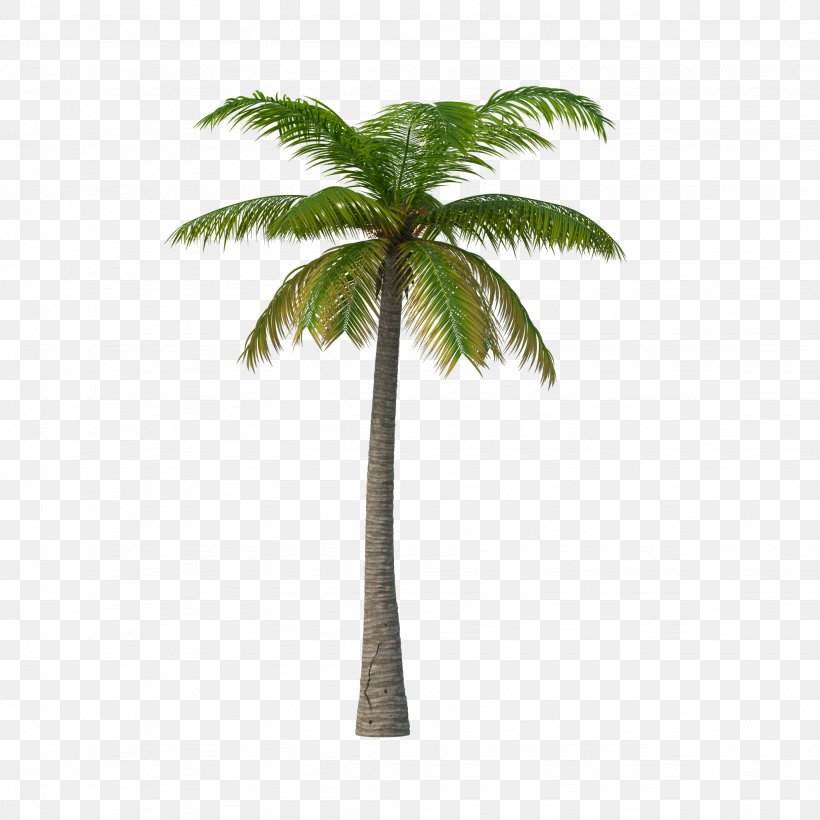 Palm Trees Clip Art Image Areca Palm, PNG, 2048x2048px, Palm Trees, Areca Palm, Arecales, Asian Palmyra Palm, Attalea Speciosa Download Free