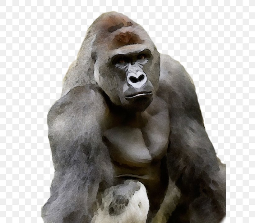 Western Lowland Gorilla Snout Human Terrestrial Animal Animal Figure, PNG, 634x719px, Watercolor, Animal Figure, Human, Mouth, Muscle Download Free