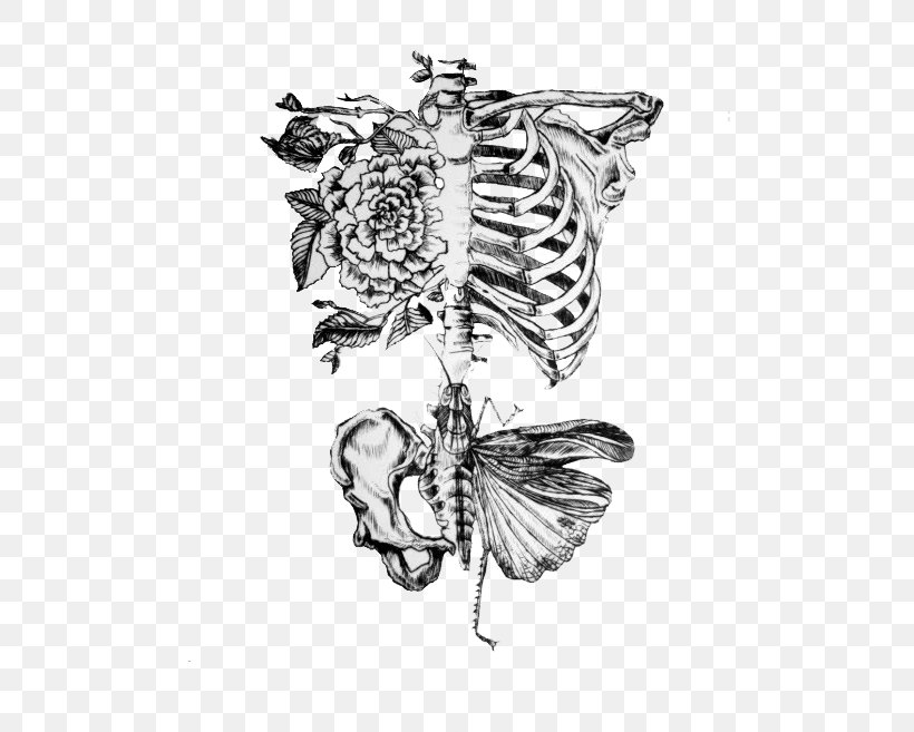 Anatomy Human Body Human Skeleton Drawing Rib, PNG, 491x657px, Watercolor, Cartoon, Flower, Frame, Heart Download Free