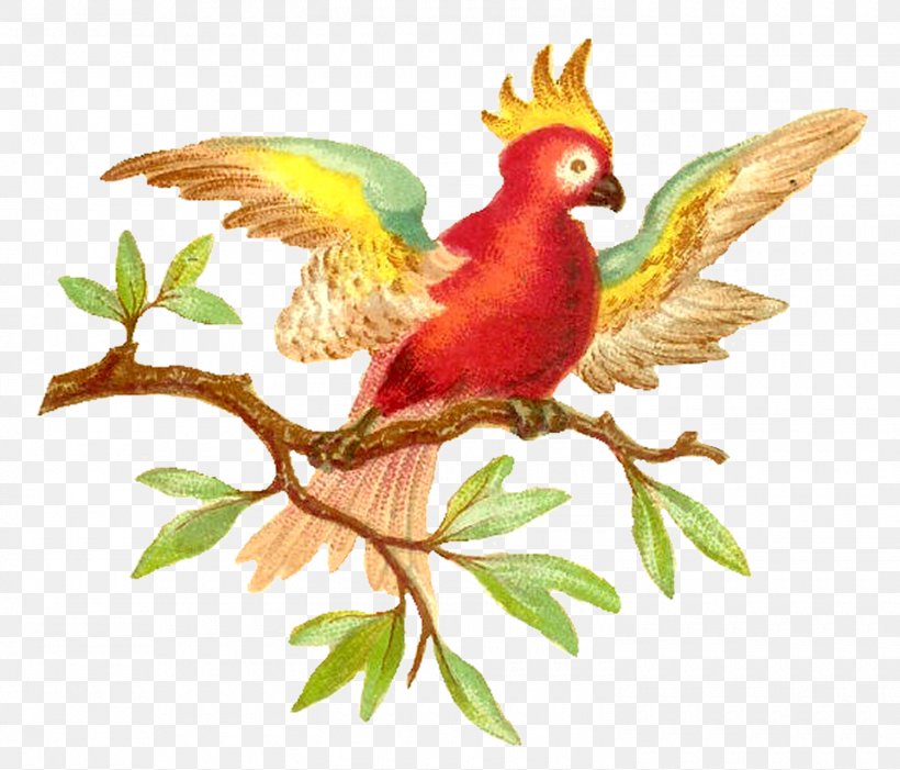 Beak Parrot Fauna Feather Branching, PNG, 1500x1283px, Beak, Bird, Branch, Branching, Fauna Download Free