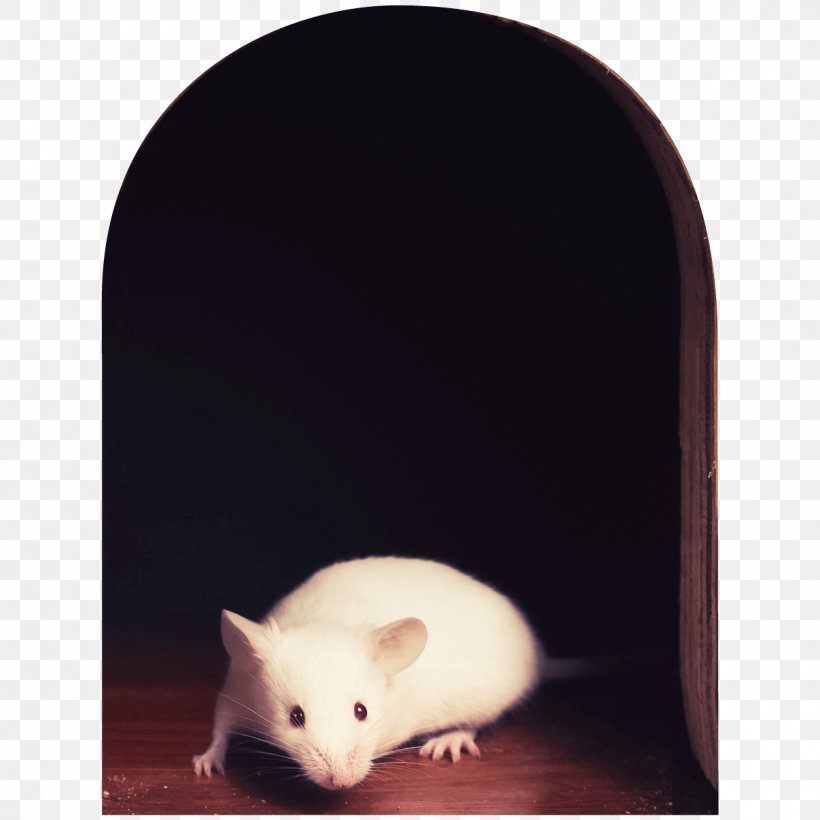 Trompe-l'œil Sticker Rat Wall Decal, PNG, 1200x1200px, Sticker, Adhesive, Computer Mouse, Decal, Drawing Download Free