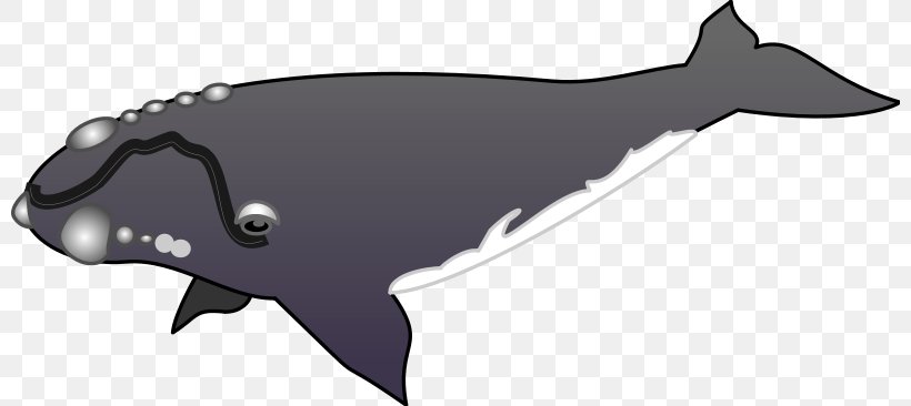 Whales Cetaceans Killer Whale Image Clip Art, PNG, 800x366px, Whales, Blue Whale, Bowhead, Cetacea, Cetaceans Download Free