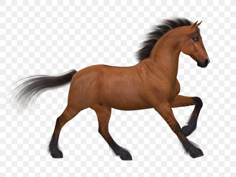 Arabian Horse Foal Stallion Pony, PNG, 960x720px, Arabian Horse, Animal Figure, Bridle, Colt, Foal Download Free