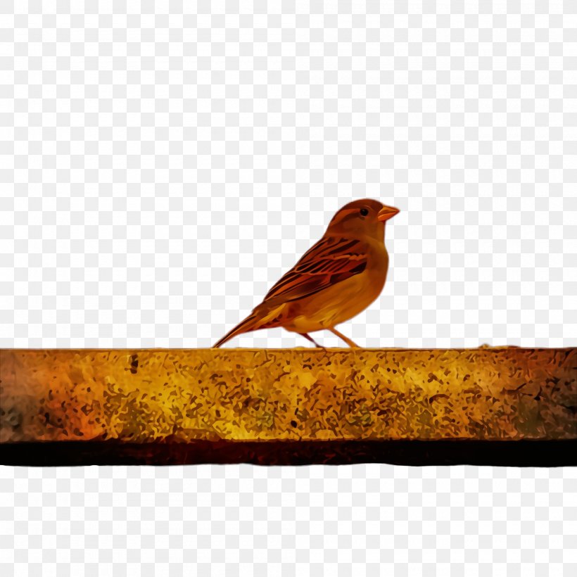 Bird Robin Songbird Perching Bird Beak, PNG, 2000x2000px, Watercolor, Beak, Bird, Branch, European Robin Download Free