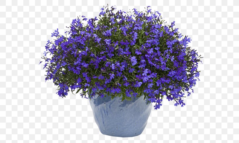 Lobelia Erinus Blue Cardinal Flower Plants, PNG, 600x490px, Lobelia Erinus, Annual Plant, Bellflower, Bellflower Family, Blue Download Free