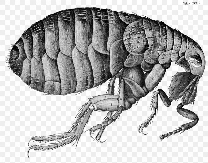 Micrographia Flea Microscope Hooke's Law Science, PNG, 1200x944px, Micrographia, Antonie Van Leeuwenhoek, Arthropod, Biology, Black And White Download Free