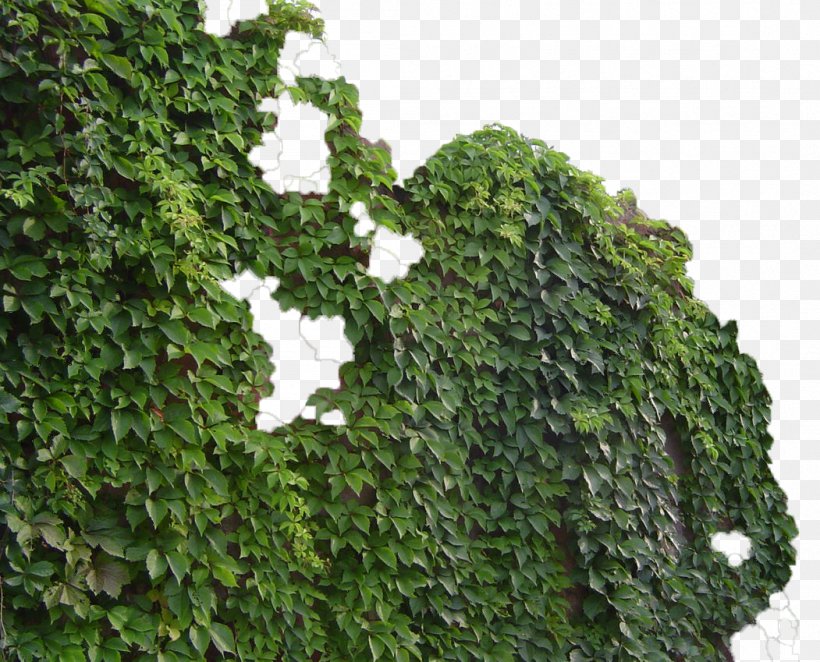 Parthenocissus Tricuspidata Virginia Creeper Common Ivy Vine Green, PNG, 1051x849px, Parthenocissus Tricuspidata, Common Ivy, Elodea Canadensis, Evergreen, Grass Download Free