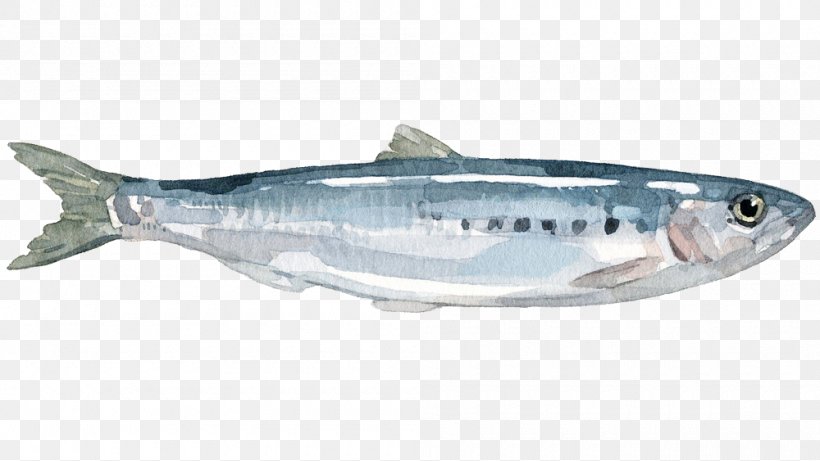 Sardine Mackerel Coho Salmon Anchovy Herring, PNG, 1000x563px, Sardine, Anchovy, Bonito, Bony Fish, Coho Download Free