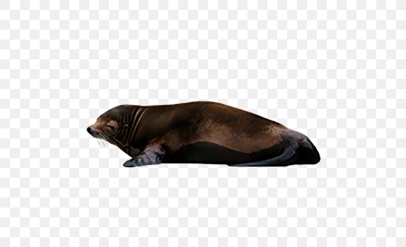 Sea Lion Earless Seal Clip Art, PNG, 500x500px, 3d Computer Graphics, Sea Lion, Animal, Computer Graphics, Earless Seal Download Free