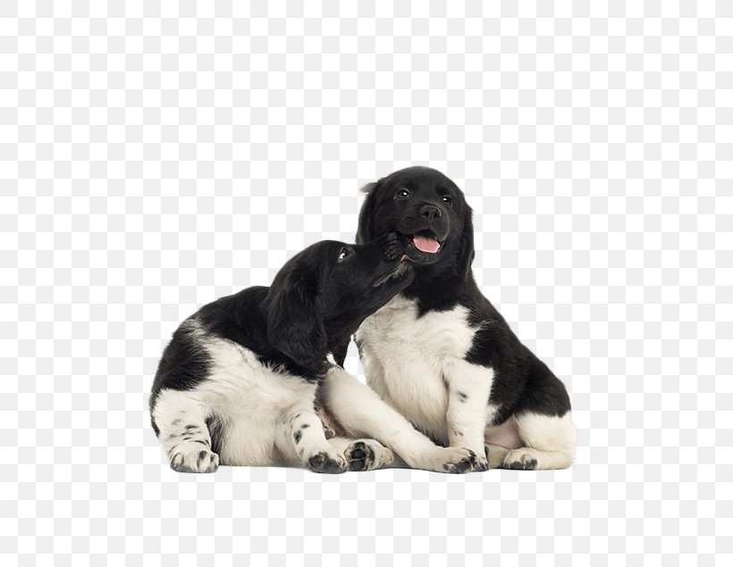 Stabyhoun Drentse Patrijshond Dog Breed Puppy Rare Breed (dog), PNG, 510x635px, Stabyhoun, Carnivoran, Companion Dog, Dog, Dog Breed Download Free
