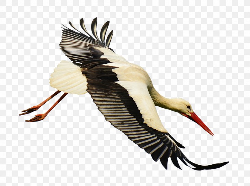White Stork Bird Flight, PNG, 960x716px, White Stork, Beak, Bird, Ciconiiformes, Display Resolution Download Free