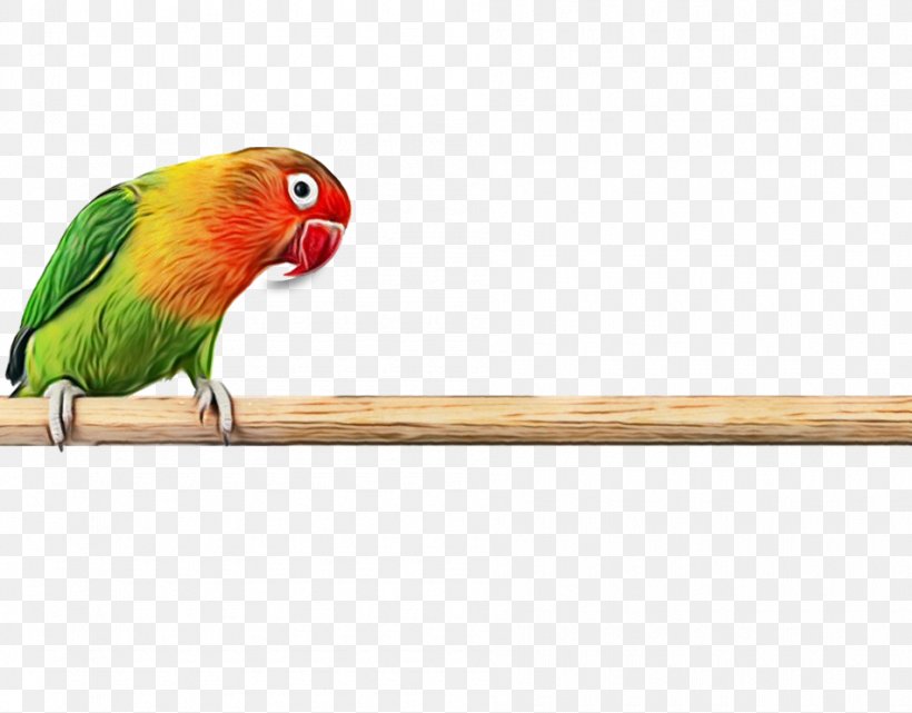 Bird Parrot, PNG, 950x743px, Budgerigar, Animal, Beak, Bird, Fischers Lovebird Download Free