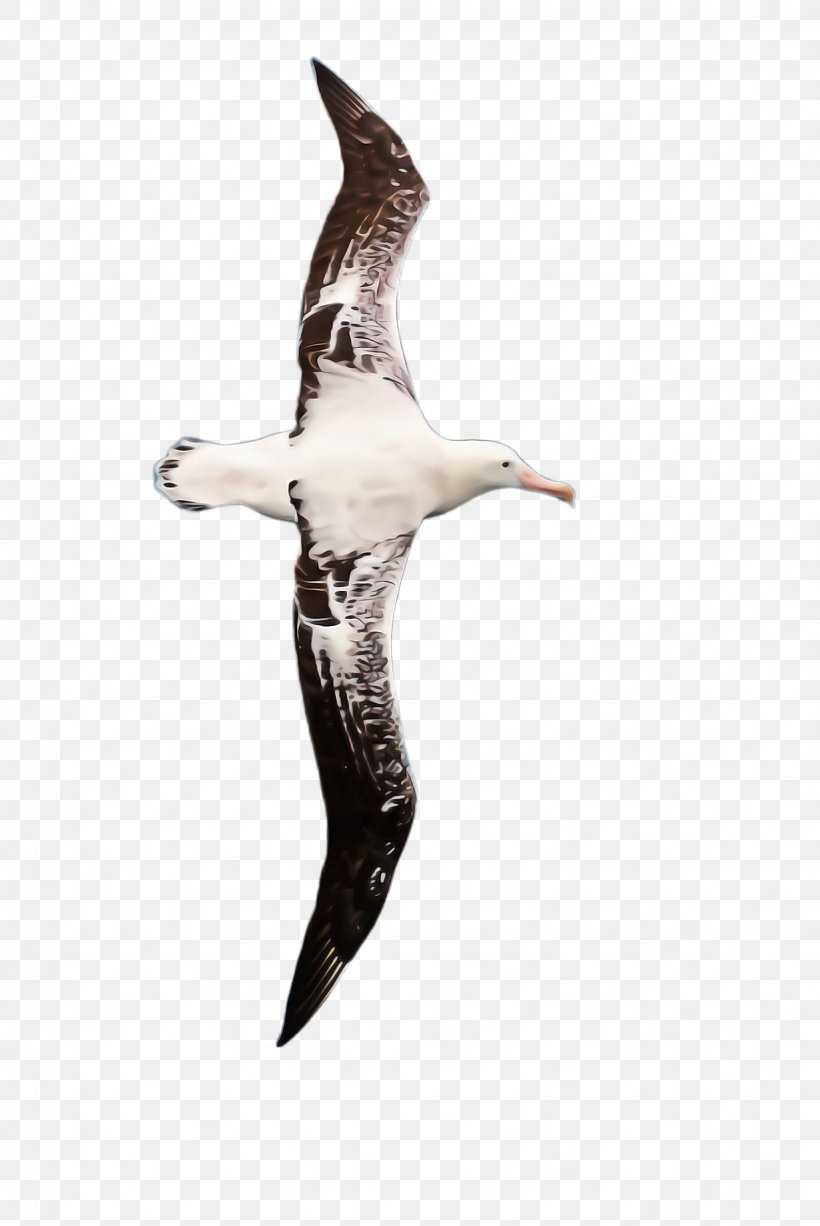 Bird Seabird Albatross Gannet Beak, PNG, 1636x2448px, Bird, Albatross, Beak, Gannet, Gull Download Free