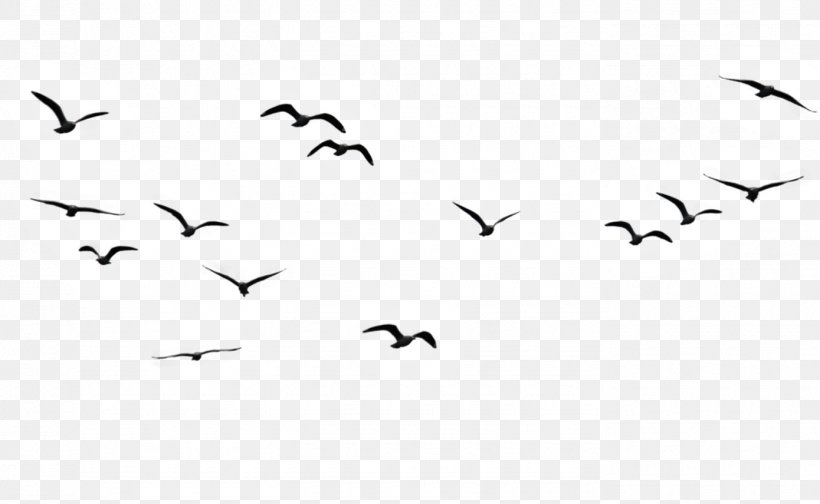 flying birds vector png