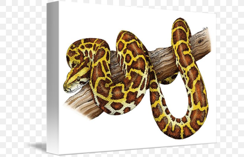 Boa Constrictor Snake Burmese Python Everglades National Park, PNG, 650x530px, Boa Constrictor, African Rock Python, Blanket, Boas, Burmese Python Download Free